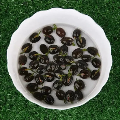 Lotus Flower Seeds For Home Garden Planting (Pack Of 100)